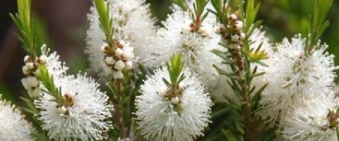 Μασάζ & ψεκασμός των βλεφάρων: Ο φυσικός τρόπος αντιμετώπισης των παθήσεων των βλεφάρων/βλεφαρίδων και των ματιών